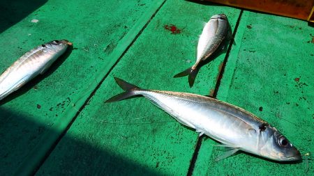 第三むつりょう丸 釣果