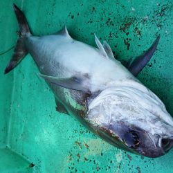 第三むつりょう丸 釣果