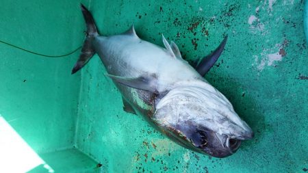第三むつりょう丸 釣果