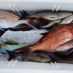 第三むつりょう丸 釣果