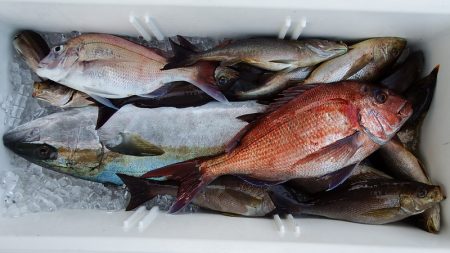 第三むつりょう丸 釣果