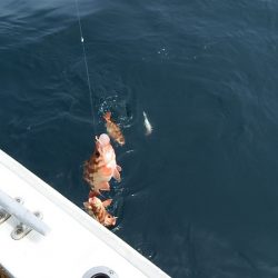 第三むつりょう丸 釣果