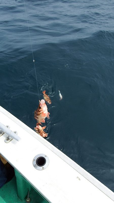 第三むつりょう丸 釣果