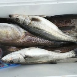 IDATEN(イダテン) 釣果