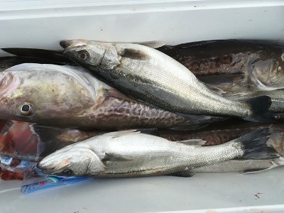 IDATEN(イダテン) 釣果