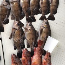 第二辰丸 釣果