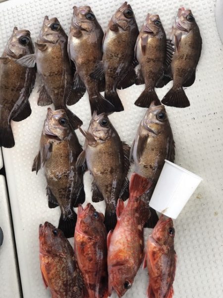 第二辰丸 釣果