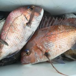 IDATEN(イダテン) 釣果