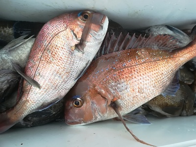 IDATEN(イダテン) 釣果