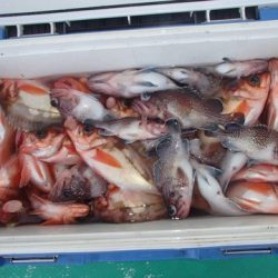 第二むつ漁丸 釣果