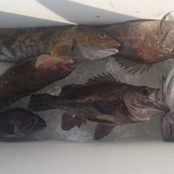 気仙沼 つり丸 釣果