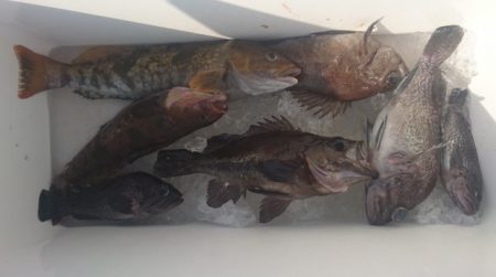 気仙沼 つり丸 釣果