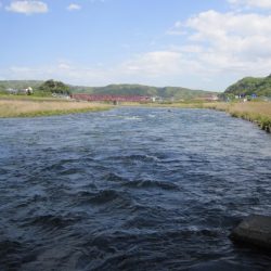 狩野川（狩野川漁業協同組合） 釣果