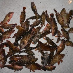 TOPGUN名古屋 釣果