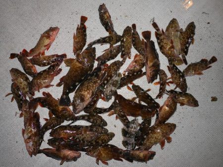 TOPGUN名古屋 釣果