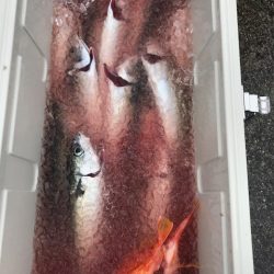 へいみつ丸 釣果