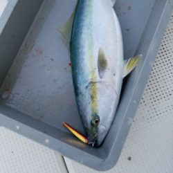 遊漁船　ニライカナイ 釣果