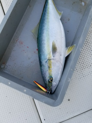 遊漁船　ニライカナイ 釣果