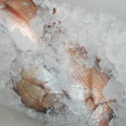 こうゆう丸 釣果