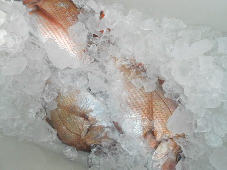 こうゆう丸 釣果