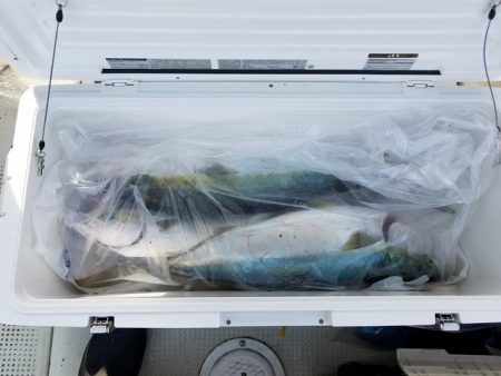 遊漁船　ニライカナイ 釣果