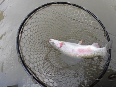 OLAHO　FISHING SPOT 釣果…