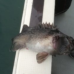 IDATEN(イダテン) 釣果