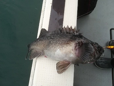 IDATEN(イダテン) 釣果