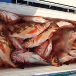 第二むつ漁丸 釣果