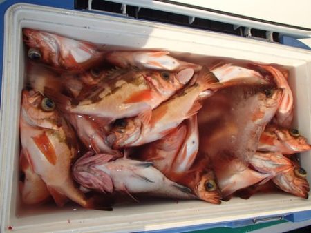 第二むつ漁丸 釣果