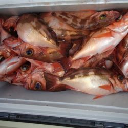 第二むつ漁丸 釣果