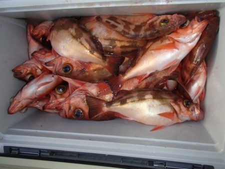 第二むつ漁丸 釣果