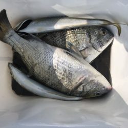 由良渡船 釣果