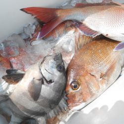 こうゆう丸 釣果