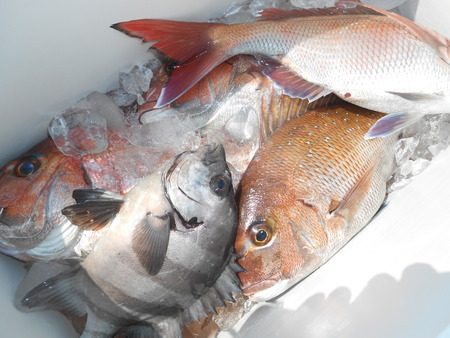 こうゆう丸 釣果