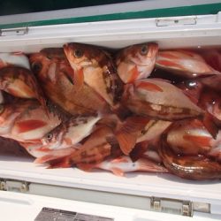 第二むつ漁丸 釣果