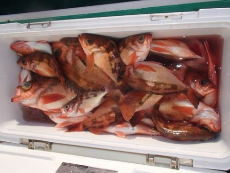 第二むつ漁丸 釣果