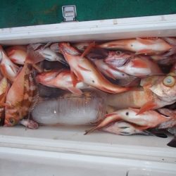 第二むつ漁丸 釣果