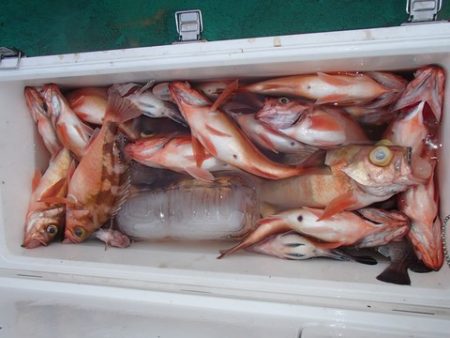 第二むつ漁丸 釣果