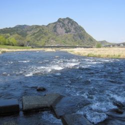 狩野川（狩野川漁業協同組合） 釣果