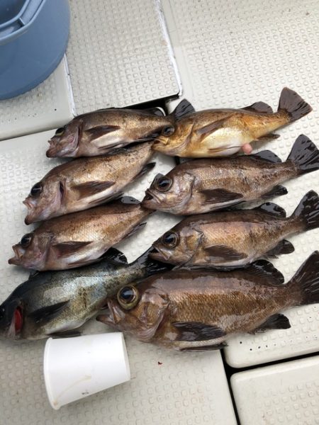 第二辰丸 釣果