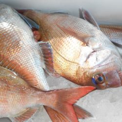 こうゆう丸 釣果