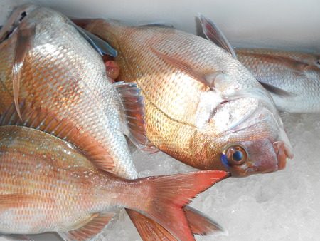 こうゆう丸 釣果