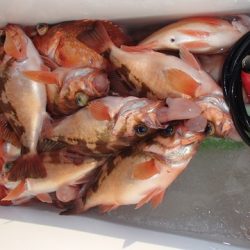 第二むつ漁丸 釣果