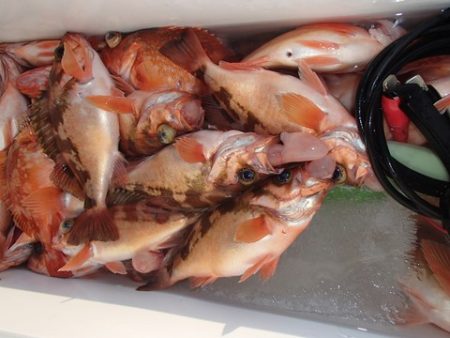 第二むつ漁丸 釣果