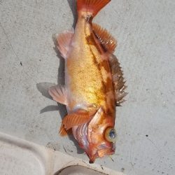 海峰 釣果
