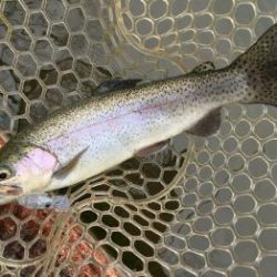 フィッシング サンクチュアリ 釣果