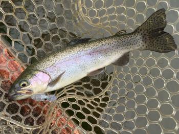 フィッシング サンクチュアリ 釣果