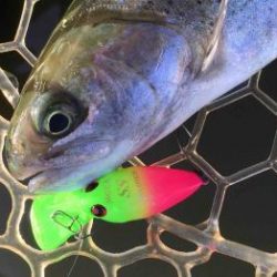 フィッシング サンクチュアリ 釣果