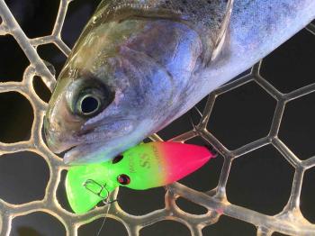 フィッシング サンクチュアリ 釣果